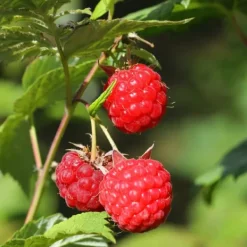 Hallonväxt - Set om 6 - Rubus ideaus 'Autumn Bliss' - Höjd 25-40cm - ⌀9cm