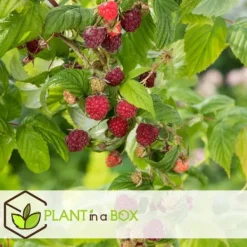 Hallonväxt - Set om 6 - Rubus ideaus 'Autumn Bliss' - Höjd 25-40cm - ⌀9cm