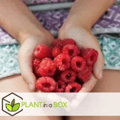Hallonväxt - Set om 6 - Rubus ideaus 'Autumn Bliss' - Höjd 25-40cm - ⌀9cm