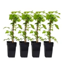Hallonväxt - Set om 4 - Rubus idaeus 'Malling Promise' - Höjd 50-60cm - ⌀15cm