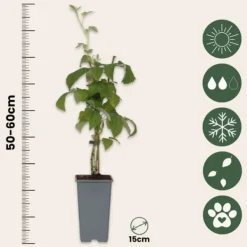 Hallonväxt - Set om 4 - Rubus idaeus 'Malling Promise' - Höjd 50-60cm - ⌀15cm