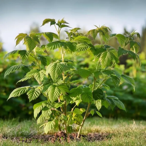 Hallonväxt - Set om 4 - Rubus idaeus 'Malling Promise' - Höjd 50-60cm - ⌀15cm