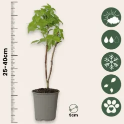 Hallonväxt - Set om 3 - Rubus idaeus 'Fallgold' - Höjd 25-40cm - ⌀9cm