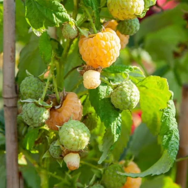Hallonväxt - Set om 3 - Rubus idaeus 'Fallgold' - Höjd 25-40cm - ⌀9cm