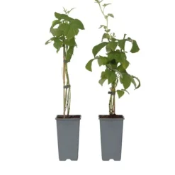 Hallonväxt - Set om 2 - Rubus idaeus 'Malling Promise' - Höjd 50-60cm - ⌀15cm