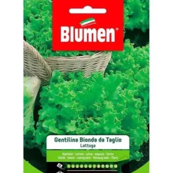 Hot HALV GENTILINA BLONDE SALAT BLUMEN Fröer & Lökar