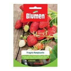New HALV VILDJORDGUBBAR RAMPISCHEN BLUMEN Fröer & Lökar