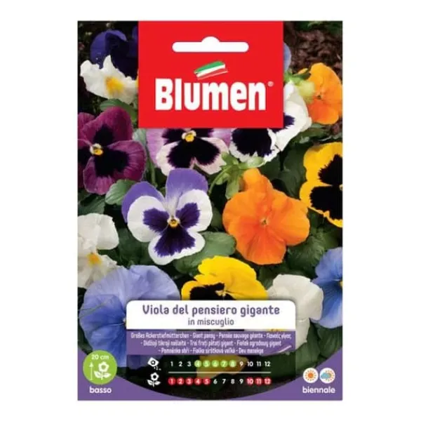 Online HALVVIOLA DEL PENSIERO GIGANTE BLUMEN Fröer & Lökar