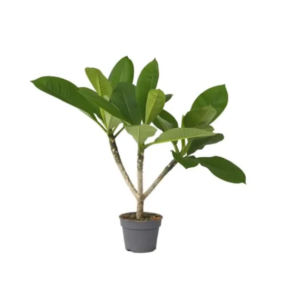 Hawaiiansk frangipani - Plumeria rubra - Höjd 45-55cm - ⌀17cm