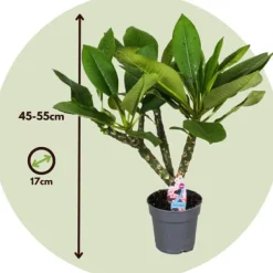 Hawaiiansk frangipani - Plumeria rubra - Höjd 45-55cm - ⌀17cm