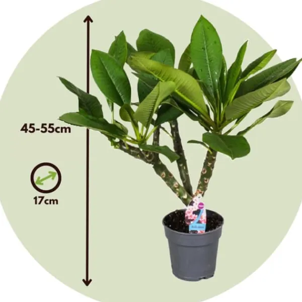 Hawaiiansk frangipani - Plumeria rubra - Höjd 45-55cm - ⌀17cm