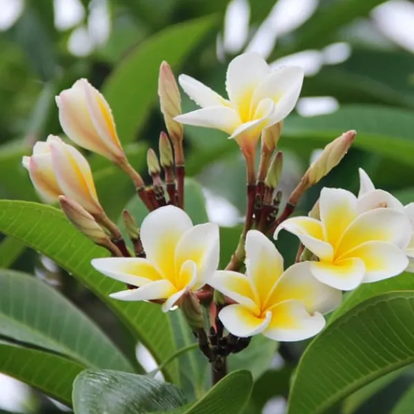 Hawaiiansk frangipani - Plumeria rubra - Höjd 45-55cm - ⌀17cm