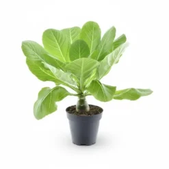 Clearance Hawaiipalm Brighamia insignis, Krukväxt Ø12 cm H37 cm Krukväxter Inomhus