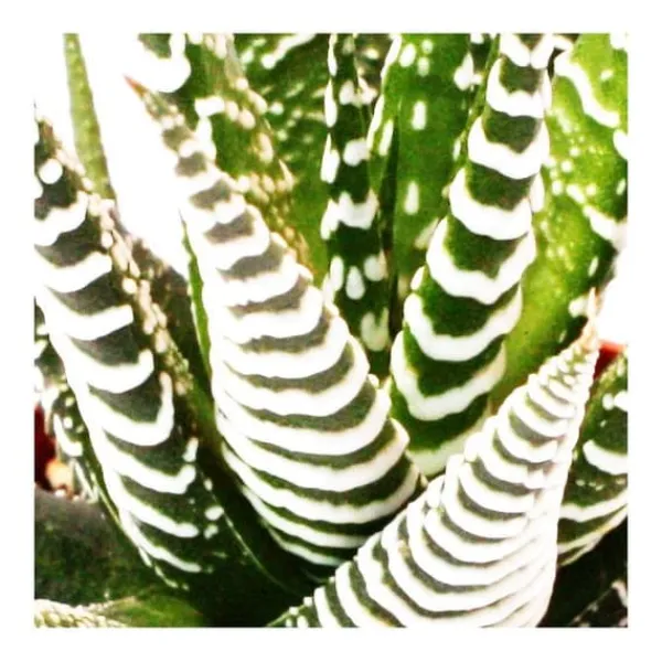 Online Haworthia fasciata "Big Band" - medelstor växt i 8,5 cm kruka Krukväxter Inomhus