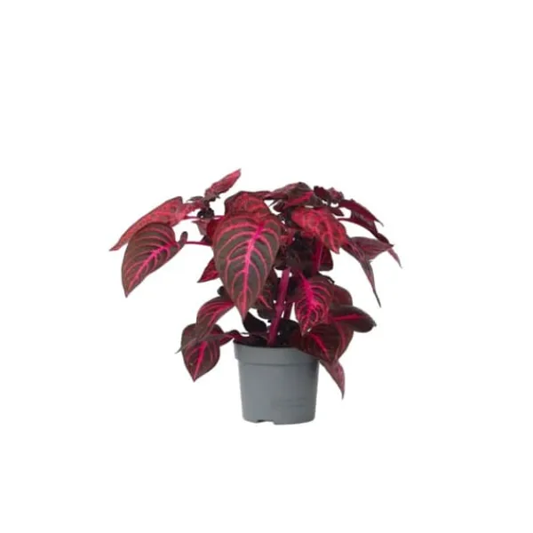 Online Höblomster - Iresine herbstii - Höjd 20-30cm - ⌀13cm Krukväxter Inomhus