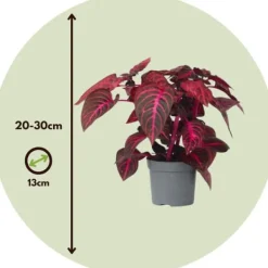 Online Höblomster - Iresine herbstii - Höjd 20-30cm - ⌀13cm Krukväxter Inomhus