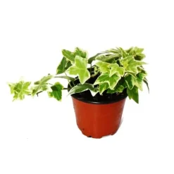 Best Hedera helix - efterslängande murgröna, vitt lövverk, kruka 9 cm Krukväxter Inomhus