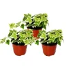Hedera helix, set om 3, murgröna, vita blad, kruka 9cm