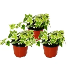 Hedera helix, set om 3, murgröna, vita blad, kruka 9cm