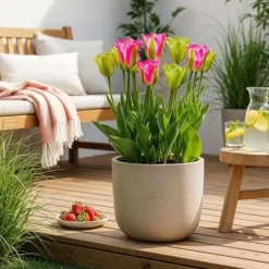 Discount Hjärta av exotism blomlökar - Tulpaner Tulipa Strawberry Lemonade (12 stycken) diameter 11-12cm Blommor