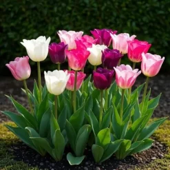 Hot Hjärta av exotism blomsterlökar - Tulpaner Tulipa Pastel Mix (12 stycken) diameter 11-12cm Fröer & Lökar