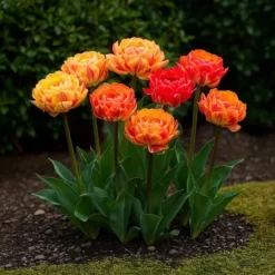 Clearance Hjärta av exotism blomsterlökar - Tulpaner Tulipa Gudoshnik Dubbelblommor (12 stycken) diameter 11-12 cm Fröer & Lökar