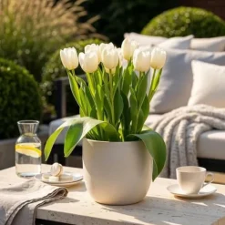 Discount Hjärta av exotism blomsterlökar - Tulpaner Tulipa Triumph White - vit (15 stycken) diameter 11-12cm Blommor