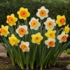 Hjärta av exotism blomsterlökar - Påsklilja Narcis Large Cupped Mix i olika färger (15 stycken) Diameter 12-14cm