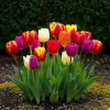 Best Hjärta av exotism blomsterlökar - Tulpaner Tulipa Triumph Mix (15 stycken) diameter 11-12cm Blommor
