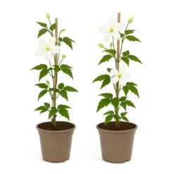 New Hjärta Exotique - Klättrande Växter - Clematis montana Grandiflora - Vit -2-pack - Kruka 11cm Trädgårdsväxter