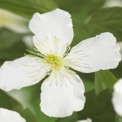 New Hjärta Exotique - Klättrande Växter - Clematis montana Grandiflora - Vit -2-pack - Kruka 11cm Trädgårdsväxter