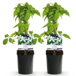 New Hjärta Exotique - Klättrande Växter - Clematis montana Grandiflora - Vit -2-pack - Kruka 11cm Trädgårdsväxter
