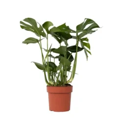 Hålväxt - Monstera deliciosa - Höjd 70-80cm - ⌀21cm