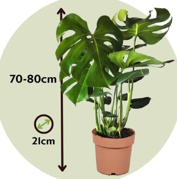 Hålväxt - Monstera deliciosa - Höjd 70-80cm - ⌀21cm