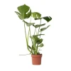 Hot Hålväxt - Monstera deliciosa - Höjd 50-60cm - ⌀17cm Krukväxter Inomhus