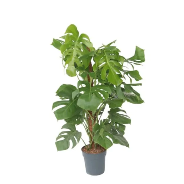 Hålväxt - Monstera deliciosa - Höjd 120-130cm - ⌀24cm