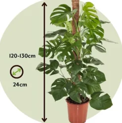 Hålväxt - Monstera deliciosa - Höjd 120-130cm - ⌀24cm