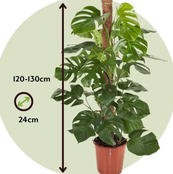 Hålväxt - Monstera deliciosa - Höjd 120-130cm - ⌀24cm