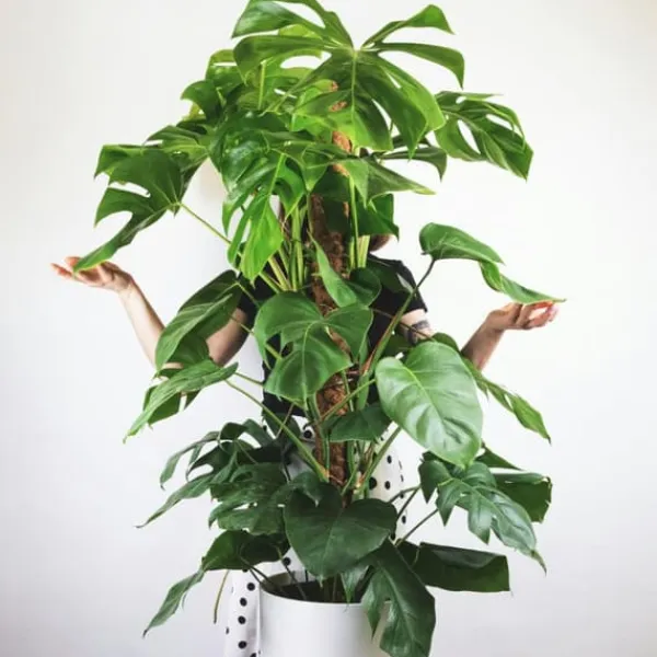Hålväxt - Monstera deliciosa - Höjd 120-130cm - ⌀24cm