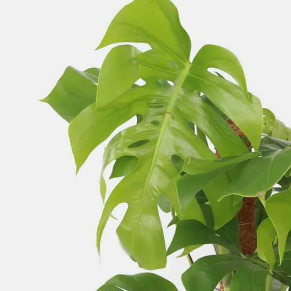 Hålväxt - Monstera deliciosa - Höjd 120-130cm - ⌀24cm