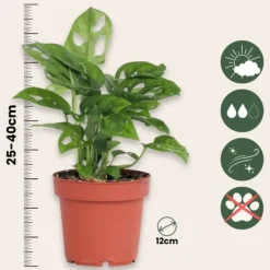 Hålväxt - Set om 2 - Monstera adansonii 'Monkey Mask' - Höjd 25-30cm - ⌀12cm