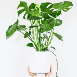 Hålväxt - Set om 2 - Monstera deliciosa - Höjd 70-80cm - ⌀21cm Krukväxter Inomhus