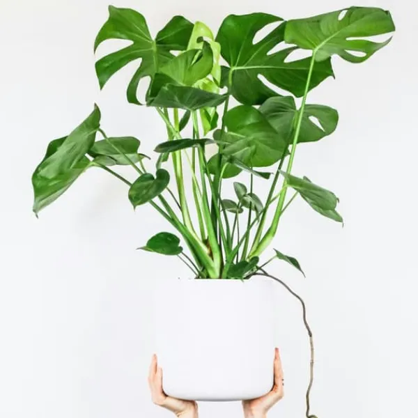Hålväxt - Set om 2 - Monstera deliciosa - Höjd 70-80cm - ⌀21cm Krukväxter Inomhus
