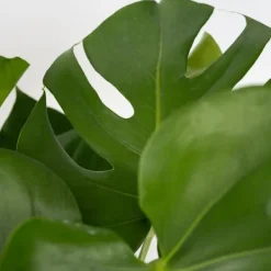 Hålväxt - Set om 2 - Monstera deliciosa - Höjd 70-80cm - ⌀21cm Krukväxter Inomhus