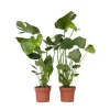 Hålväxt - Set om 2 - Monstera deliciosa - Höjd 50-60cm - ⌀17cm