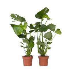 Hålväxt - Set om 2 - Monstera deliciosa - Höjd 50-60cm - ⌀17cm