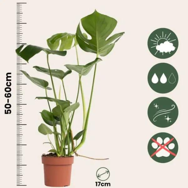 Hålväxt - Set om 2 - Monstera deliciosa - Höjd 50-60cm - ⌀17cm