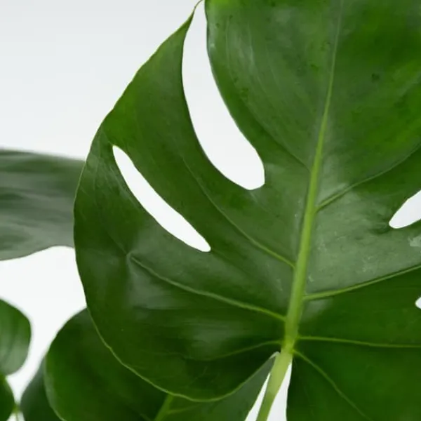 Hålväxt - Set om 2 - Monstera deliciosa - Höjd 50-60cm - ⌀17cm