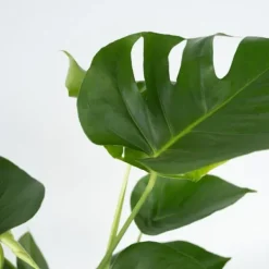 Hålväxt - Set om 2 - Monstera deliciosa - Höjd 50-60cm - ⌀17cm
