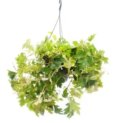 Sale Hängväxt inomhus - Königswein - Cissus rhombifolia Ellen Danica - Hängkruka 19cm Krukväxter Inomhus